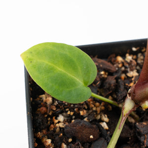 Anthurium Black Widow '43' x Zara '14' by DocBlock® (wk21-A)