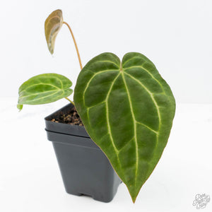Anthurium Black Widow '43' x Zara '14' by DocBlock® (wk21-C)