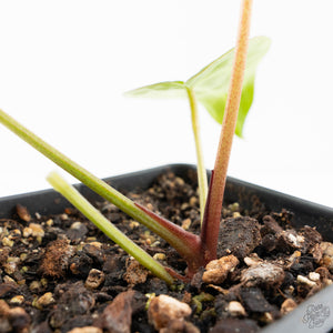 Anthurium Black Widow '43' x Zara '14' by DocBlock® (wk21-C)
