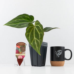 Anthurium Black Widow '43' x Zara '14' by DocBlock® (wk31-B)