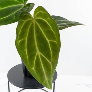 Anthurium Black Widow '43' x Zara '14' by DocBlock® (wk31-B)