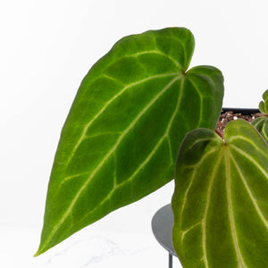 Anthurium Black Widow '43' x Zara '14' by DocBlock® (wk31-B)