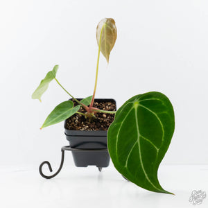 Anthurium Black Widow '43' x Zara '14' by DocBlock® (wk21-B) - Fused Sinus