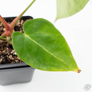 Anthurium Black Widow '43' x Zara '14' by DocBlock® (wk21-B) - Fused Sinus
