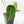 Anthurium Black Widow '43' x Zara '14' by DocBlock® (wk21-B) - Fused Sinus