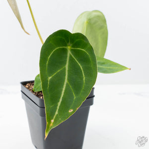 Anthurium Black Widow '43' x Zara '14' by DocBlock® (wk21-B) - Fused Sinus