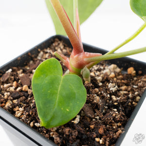Anthurium Black Widow '43' x Zara '14' by DocBlock® (wk21-B) - Fused Sinus