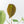 Anthurium Black Widow '43' x Zara '14' by DocBlock® (wk21-B) - Fused Sinus