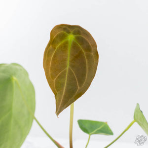 Anthurium Black Widow '43' x Zara '14' by DocBlock® (wk21-B) - Fused Sinus