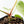 Anthurium Black Widow '43' x Zara '14' by DocBlock® (wk21-B) - Fused Sinus