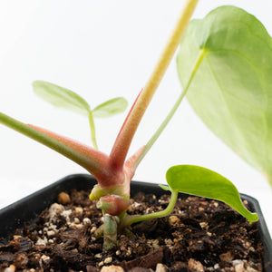Anthurium Black Widow '43' x Zara '14' by DocBlock® (wk21-B) - Fused Sinus