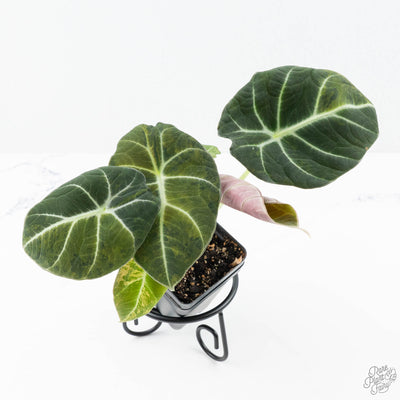 Alocasia 'Black Velvet' Aurea Gold variegated *Grower's Choice*