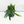 Microsorum thailandicum 'Blue Oil Fern' *Grower's choice*