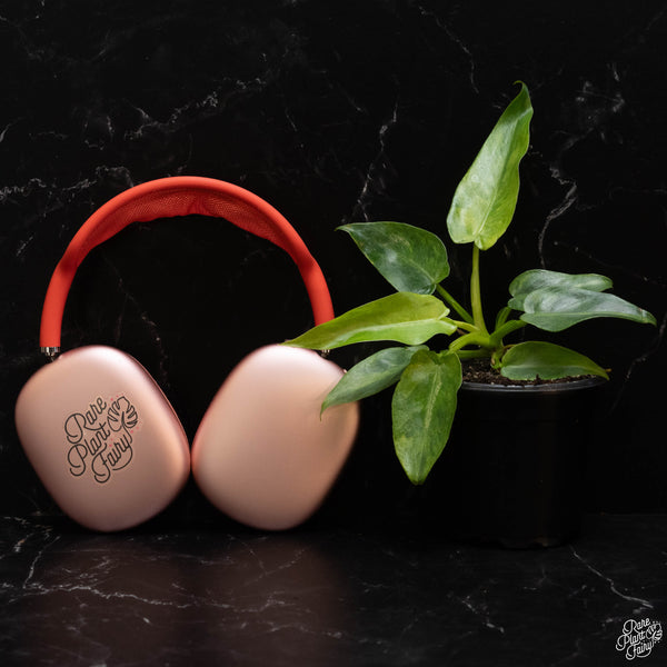 Philodendron 'Bob Cee' variegated *Grower's choice*