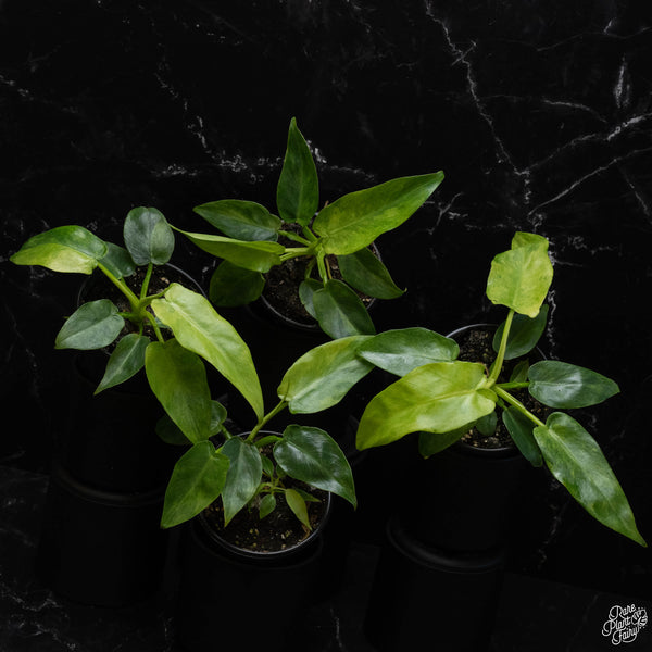 Philodendron 'Bob Cee' variegated *Grower's choice*