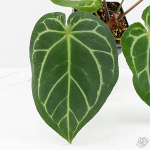 Anthurium Briëlle '16' x Black Widow '13' by DocBlock®  (wk18-O)