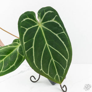 Anthurium Briëlle '16' x Black Widow '13' by DocBlock®  (wk18-O)