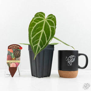 Anthurium Briëlle '16' x Black Widow '13' by DocBlock®  (wk18-W)
