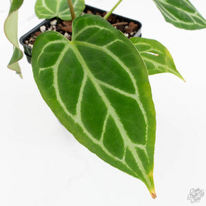 Anthurium Briëlle '16' x Black Widow '13' by DocBlock®  (wk18-W)