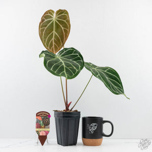 Anthurium Briëlle '16' x Black Widow '13' by DocBlock®  (wk29-E)