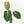 Anthurium Briëlle '16' x Black Widow '13' by DocBlock®  (wk29-E)
