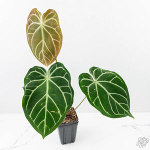 Anthurium Briëlle '16' x Black Widow '13' by DocBlock®  (wk29-E)