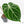 Anthurium Briëlle '16' x Black Widow '13' by DocBlock®  (wk29-E)