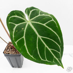 Anthurium Briëlle '16' x Black Widow '13' by DocBlock®  (wk29-E)