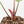 Anthurium Briëlle '16' x Black Widow '13' by DocBlock®  (wk29-E)