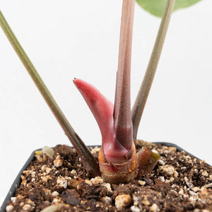Anthurium Briëlle '16' x Black Widow '13' by DocBlock®  (wk29-E)