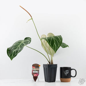 Anthurium DocBlock Briëlle '16' x Lynette '18' by DocBlock® (wk28-C)