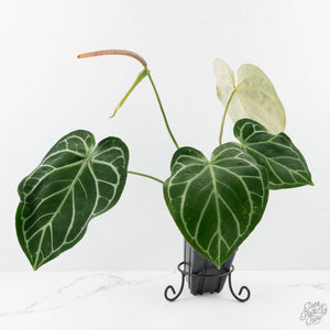 Anthurium DocBlock Briëlle '16' x Lynette '18' by DocBlock® (wk28-C)