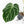 Anthurium DocBlock Briëlle '16' x Lynette '18' by DocBlock® (wk28-C)