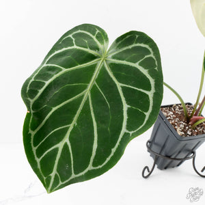 Anthurium DocBlock Briëlle '16' x Lynette '18' by DocBlock® (wk28-C)
