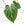 Anthurium DocBlock Briëlle '16' x Lynette '18' by DocBlock® (wk28-C)