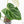 Anthurium DocBlock Briëlle '16' x Lynette '18' by DocBlock® (wk28-C)