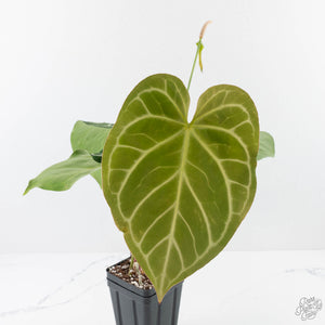 Anthurium DocBlock Briëlle '16' x Lynette '18' by DocBlock® (wk28-C)
