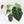 Anthurium DocBlock Briëlle '16' x Lynette '18' by DocBlock® (wk35-L86)