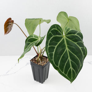 Anthurium DocBlock Briëlle '16' x Lynette '18' by DocBlock® (wk35-L86)