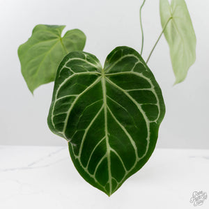 Anthurium DocBlock Briëlle '16' x Lynette '18' by DocBlock (wk42-L86)