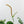 Anthurium DocBlock Briëlle '16' x Lynette '18' by DocBlock (wk42-L86)