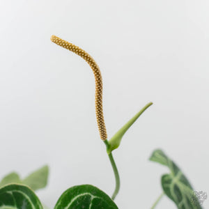 Anthurium DocBlock Briëlle '16' x Lynette '18' by DocBlock (wk42-L86)