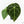 Anthurium Brown Derby '39' x Brown Derby '39' by DocBlock® (wk19-D)
