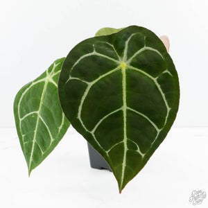 Anthurium Brown Derby '39' x Brown Derby '39' by DocBlock® (wk19-D)