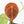 Anthurium Brown Derby '39' x Brown Derby '39' by DocBlock® (wk19-D)