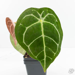 Anthurium Brown Derby '39' x Brown Derby '39' by DocBlock® (wk19-D)