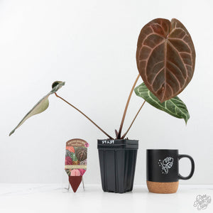 Anthurium Brown Derby '39' x Brown Derby '39' by DocBlock® (wk20-A)