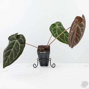 Anthurium Brown Derby '39' x Brown Derby '39' by DocBlock® (wk20-A)