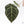 Anthurium Brown Derby '39' x Brown Derby '39' by DocBlock® (wk20-A)