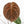 Anthurium Brown Derby '39' x Brown Derby '39' by DocBlock® (wk20-A)